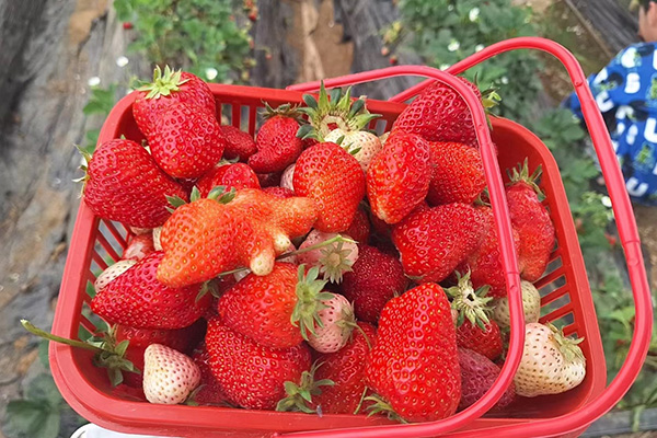 A Qingdao Star Machine szórakoztató napja a Strawberry Fields-en